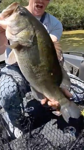Swamp Lord GIANT‼️