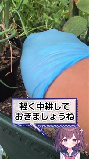 【#園芸 825カメ】 続！8月のバラ手入れ［ヨハネパウロ2世］に最高のお世話するぞい😭 🐢「お前が枯らしたバラ［ネージュパルファム］についての謝罪と賠償を要求する！おぉん！」 【庭の大開拓時代】