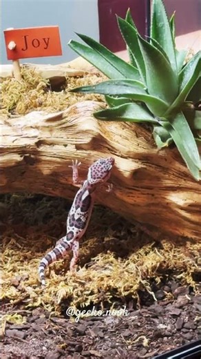 I passed by and noticed our gecko just standing there admiring the plant #geckolife #geckosoftiktok