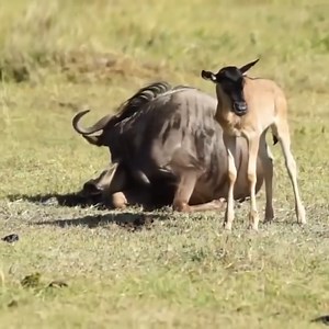 Amazing Wildebeest Giving Birth, Rare moments in nature | Media Cyfrowe Ostatni Gasi Światło