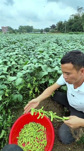 Picking fresh edamame from the plant.#edamame #harvest #farminglife #freshproduce #fyp #shorts