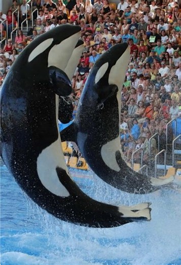 Katia Castillo: “República Dominicana podría tener un parque como Loro Parque” Katia Castillo consideró que el país cuenta con espacios y personas comprometidas con la protección animal para desarrollar un proyecto inspirado en Loro Parque, en Tenerife, enfocado en conservación, educación ambiental y turismo. Destacó además la importancia del apoyo internacional y de iniciativas como la fundación de Loro Parque para impulsar este tipo de proyectos. #APrimeraHora #KatiaCastillo #LoroParque #Conse