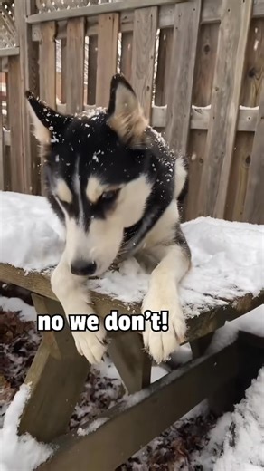 681K views · 33K reactions | Huskies are forever toddlers! #huskies #pets #dogs | Maya The Husky | Facebook