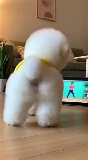 Cute Dog Butt #cute #dog #funny #doglife #routine