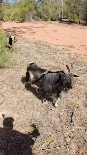 Too close - bow hunting #bowhunting #australia #goat