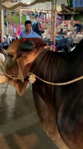 গরু guru cow goru amba hamba cow videos gorur video guru guru goro guru tiktok গরুর ভিডিও golu#viral