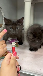 5.4K views · 204 reactions | Voodoo Wicca and warlock are waiting for their new homes ❤️‍⬛ | Dallas Animal Services and Adoption Center | Facebook