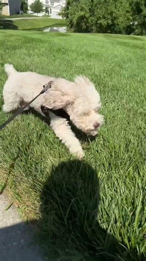 My Toy Poodles Are The Best! #toypoodle #dogshorts #cutedog #lifestyle #puppy #poodlelover #explore