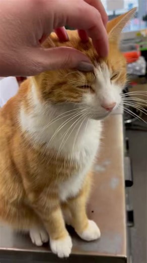 Staff appraisal, I am somewhat rather confident that my progress report was exemplary and that indeed I am a good boy 🧡🐈 #catscatscats #catsofinstagram #workingcats #catsofig #catsoftiktok #catsoffacebook #cats #workingcat #catsagram #catslover #catlife #catstagram | George, The Stourbridge Station Cat