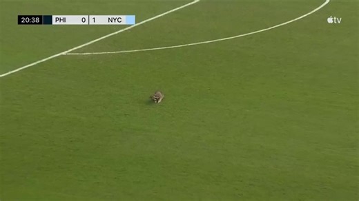 Raccoon shows its prowess at an MLS game: impossible to catch!