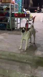 El perro pacman jaja #pacman #perro | Simón Córdova