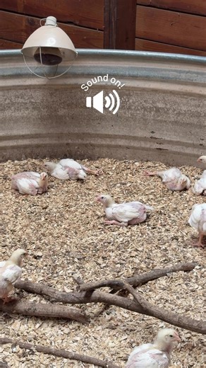 🍗😂 Follow along for more chicken related information and tips for raising them! Also, don’t forget to pick up your FREE beginners guide to raising laying hens and meatbirds at www.thechickenreality.com