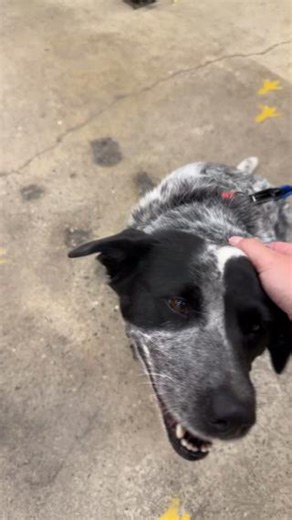 24K views · 68 reactions | Fetch the best deal for your furry friends!  Save 5% on top dog food brands when you buy online and pick up in-store—now through 1/29!  Don’t miss out on tail-wagging savings. Some exclusions apply. https://ow.ly/Wj3h50Uzuyn | Rural King | Facebook