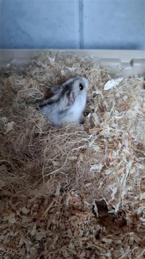 Ja tu zostaje... #shorts #chomik #funny #cute