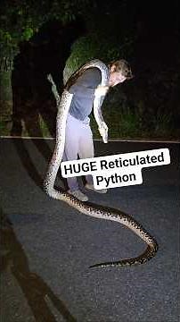 HUGE RETICULATED PYTHON! #python #snake #wildlife #puertorico #nature