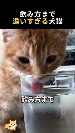 Dogs and Cats Show Their True Colors Even When Taking a Drink