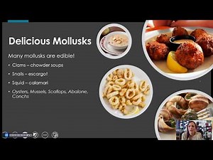 Phylum Mollusca (updated)