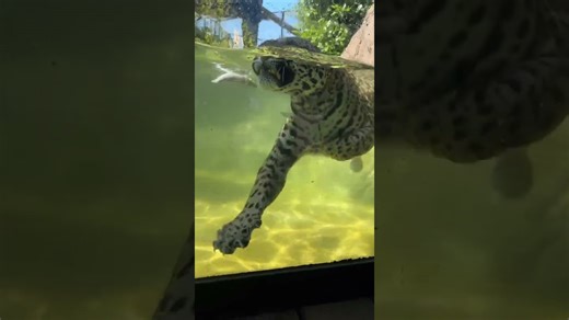 Big cats prove they can enjoy splashing in water too