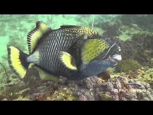 Aggressive Triggerfish Attack