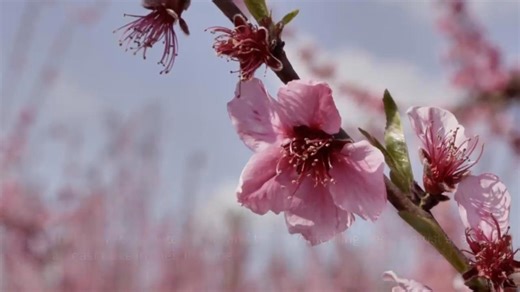A pink veil across the fields: Thousands flock to Greece’s peach blossoms