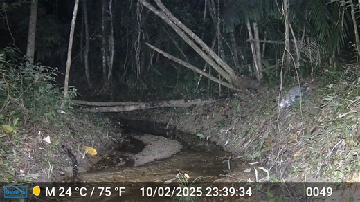 Unique ancient ocelot facts: 1. The name ocelot came from the Aztec word "tlalocelot", meaning field tiger. The Aztecs respected this cat for its hunting skills and beauty. 2. Artwork from Peru shows ancient people cherished the ocelot. The Moche people were famous craftsmen and artisans and often depicted the ocelot in metalwork and paintings. | Belize Wild Cats