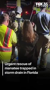 Trapped manatee rescued 👏👏 Here's the moment a manatee that was trapped in a storm drain, possibly for days, was rescued by a team if first responders. | FOX 35 Orlando