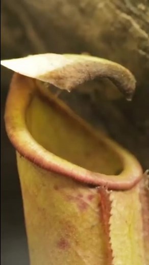 Pitcher Plants 🌱 vs Ants 🐜 (Part 2)#ants #antscanada #acfamily #antloveforever #plants #insects #animals #nature #science | AntsCanada