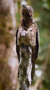 Master of Disguise: The Eurasian Woodcock's Camouflage Tactics | Bagh Dushkhel