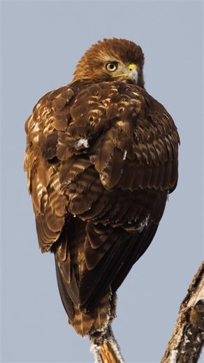A young Red-tailed Hawk
