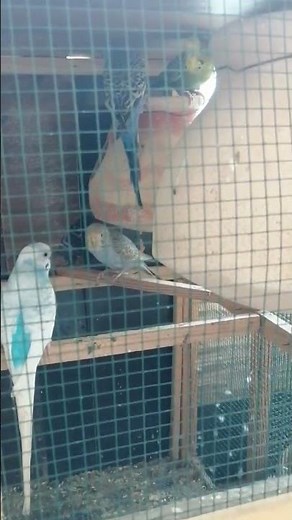 Australian Parrot Gives Kisses! 💋🦜 | Cutest Bird Moment Ever 😍 #KissingParrot #shorts