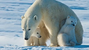 20K views · 1.1K reactions | Denning is the most vulnerable time in a polar bear’s life. And in a warming Arctic, where polar bears face enormous challenges, the survival of every single cub is critically important. . Keeping moms and cubs safe while also addressing climate warming is a critical part of our work on behalf of polar bears—and your support can make a real difference. . https://bit.ly/polarbearday | Polar Bears International | Facebook