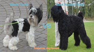 Biewer Terrier vs. Black Russian Terrier: A Comparison of Two Unique Dog Breeds