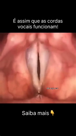 Prof. Fabio Bonifacio - Biologia Nerd on Instagram: "As estruturas visíveis no vídeo são as pregas vocais (popularmente chamadas de cordas vocais), localizadas na laringe. Durante a fonação, o ar expelido pelos pulmões passa entre essas pregas, fazendo-as vibrar rapidamente. Essa vibração transforma energia aerodinâmica em ondas sonoras, que depois são moldadas pela língua, lábios e cavidade oral, resultando na voz que ouvimos. A frequência da vibração determina o tom (grave ou agudo), enquanto