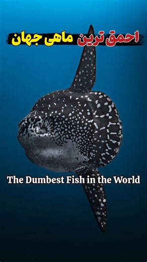 چرا احمق ترین ماهی دنیا هنوز زنده است ؟🐟