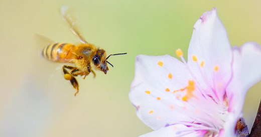 Challenge for gardeners: Don't poison bees