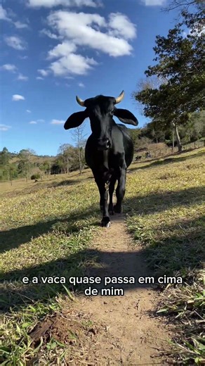 VACINANDO UMA VACA! 😱 *vejam só oque aconteceu*