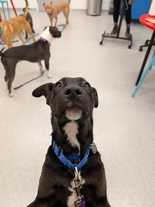 We have so many unbelievably wonderful dogs and pups available for adoption!! ✨ We really hope they find their forever homes soon! ✨ The second week of open hours is here! We hope the expected snow doesn't get in the way of meeting your best friend! Heartland is like a second home for a lot of staff and volunteers and our animals are our family! The dogs and cats are looking forward to meeting you!! ✨✨ WEEKLY ADOPTION HOURS ✨✨ Thurs :: 4-7p Fri :: 4-7p Sat :: 12-6p Sun :: 12-6p https://www.heart