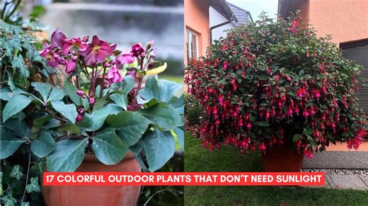 17 Colorful Outdoor Plants That Don’t Need Sunlight