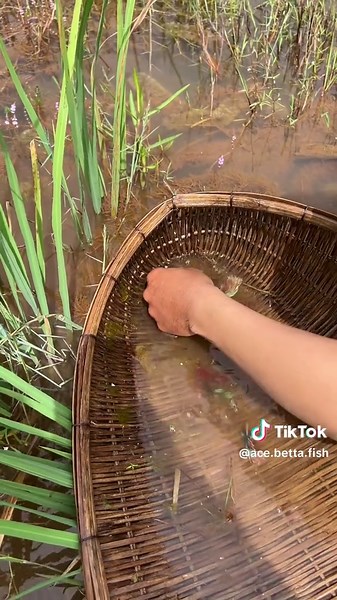How To Fishing Betta Fish