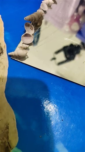 DIY shell mirror 🪞