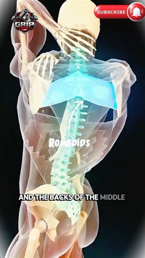 upper back exercise.Try thisexercise#mobility #upperback#backworkout#BackPain Relief