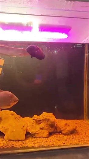 How to Clean Your Fish Tank Effectively