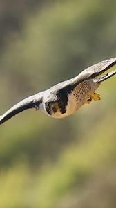 264K views · 6.6K reactions | Peregrine Falcon flying in hunting mode. What you are watching is only 50% of the actual speed. ...#falcon #falcons #peregrinefalcon #birdsofprey #raptor | Tohid Azimi | Facebook