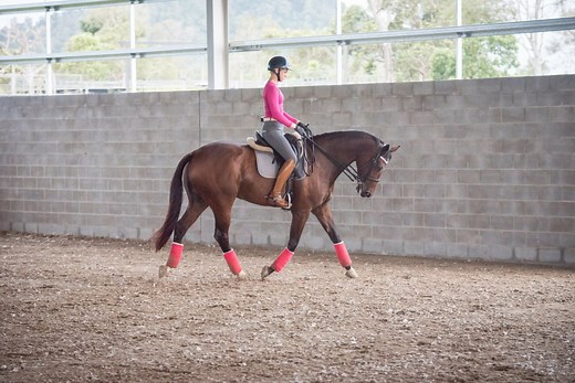 How to Bring a Horse Back Into Work (The Right Way!) - Horse Rookie