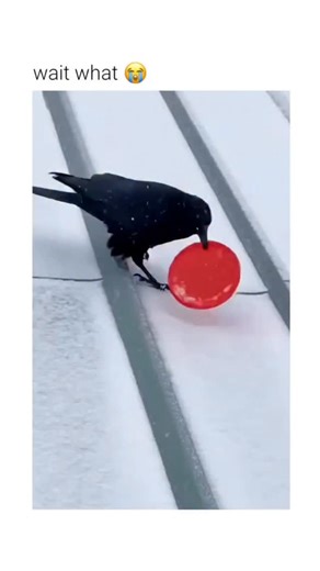 picpac19 on Instagram: "This footage captures a rare example of non-functional play behavior in a wild bird. ​The Subject The animal shown is a member of the Corvid family, likely a crow or raven. These birds are recognized by biologists as some of the most intelligent non-human animals, possessing high brain-to-body mass ratios and advanced problem-solving capabilities. ​The Mechanism The bird utilizes a plastic lid as a makeshift tool to facilitate sliding. By standing on the flat surface, it 