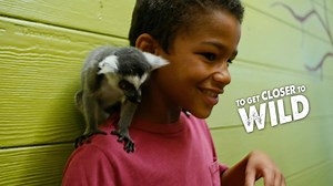 Our 65 acre Drive Thru Safari is NOW OPEN! 🎉🙉 Branson’s Promised Land Zoo just got 6x bigger! Our new Drive Thru Safari is FREE with any General Admission ticket! Also, experience our new VIP Tram Rides for climate-controlled private feeding opportunities and our new Ultimate Excursions on a guided ATV ride including a GIRAFFE FEEDING and an exclusive encounter with our sloths or lemurs. Save money when you get your tickets online! 🐯🦁🐵 Get Zoo Tickets Here > http://ow.ly/tZIi30dN09k | Brans