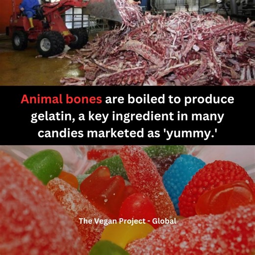 16K views · 544 reactions | Gelatin is made by boiling animal parts rich in collagen, mainly bones, skin, and gristle. Collagen is a structural protein that, when heated in water for a long time, breaks down into gelatin. After cooling, it becomes the jiggly substance used in foods like Jell-O, marshmallows, and gummy candies. | The Vegan Project | Facebook