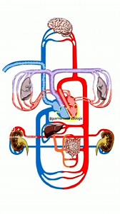 37K views · 479 reactions | The Cardiac Cycle: The Heart’s Ultimate Power Show! | Medical Talks | Facebook