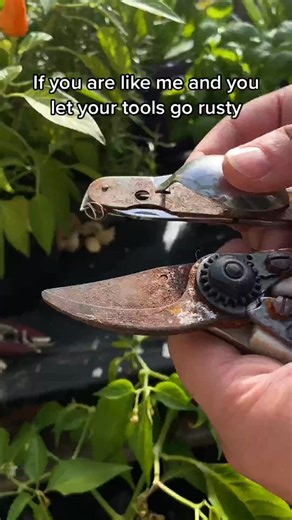 If you have let your tools go rusty (like me) here is how you can easily remove surface rust. #gardening #tools #LearnOnTikTok #rustytoolfix #DIY #LifeHack | Joes Garden