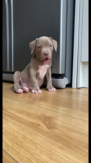 ONLY 3 WEEKS APART !!!😳🤯😍🦁🥰🔥🐾 #americanbully #puppy #growingupfast #cute #bossdog #love #mylife #london